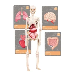 Clementoni tiedesetti History Of Life On Earth