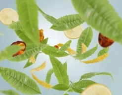 Maison Berger huonetuoksu Zest of Verbena 100 ml